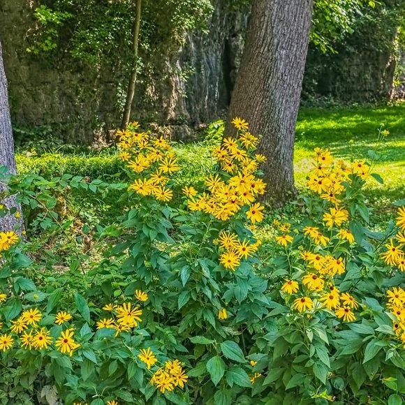 Brown Eyed Susan Flowers. 10 plants $20 - Picture 3 of 5
